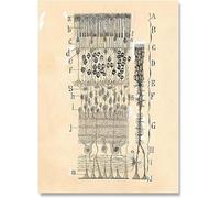 LHHJF LJHFA Neuron Disegno Santiago Ramon Y Cajal Poster E Stampe Neuron Disegno Santiago Ramon Y Cajal Tela Pittura Wall Art Decor 40x60cm Senza Cornice