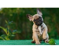 LHJOYSP puzzle cattivi puzzle 1000 pezzi Cucciolo bulldog francese 75x50cm