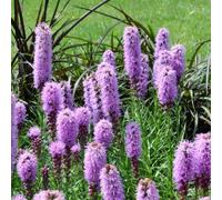 Liatris spicata, 24 piante, diametro 9 cm, altezza 10-25 cm