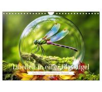 Libellen in einer Glaskugel (Wandkalender 2026 DIN A4 quer), CALVENDO Monatskalender: Eine zarte Libelle, eingefangen in einer glasklaren Sphäre - ein ... der Leichtigkeit, bewahrt für die Ewigkeit.