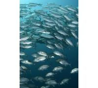 Libreta banco de peces: Cuaderno con líneas inspirada en el mar