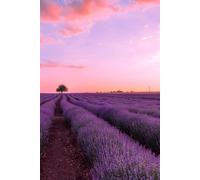 Libreta campo de lavanda al atardecer: Cuaderno con líneas inspirador
