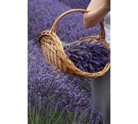 Libreta Campo de Lavanda con Cesta: Cuaderno con líneas y diseño campestre