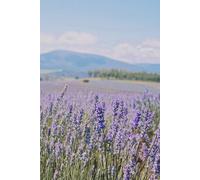 Libreta Campo de Lavanda: Cuaderno con líneas y fotografía natural relajante