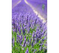 Libreta Campo de Lavanda: Cuaderno con líneas y fotografía natural relajante