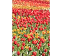 Libreta campo de tulipanes: Cuaderno con líneas