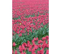 Libreta campo de tulipanes rojos: Cuaderno con líneas