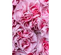 Libreta claveles rosados: Cuaderno con líneas y diseño floral suave