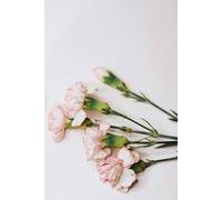 Libreta claveles rosas: Cuaderno con líneas y diseño floral suave