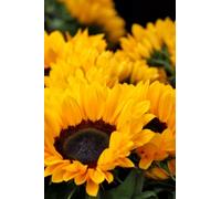 Libreta de líneas punteadas: Cuaderno de líneas punteadas con portada con girasoles | Bullet Journal, diario personal, agenda | 100 páginas