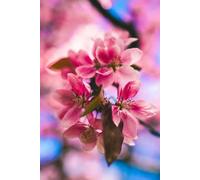 Libreta flores de cerezo: Cuaderno con líneas y diseño floral primaveral