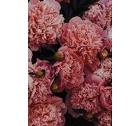 Libreta flores de peonía: Cuaderno con líneas y diseño floral elegante