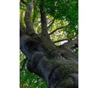 Libreta haya centenaria y bosque natural: Cuaderno con líneas para diario personal, notas creativas, journaling y regalo para amantes de la naturaleza