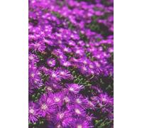 Libreta Margaritas Moradas: Cuaderno con líneas y diseño floral elegante