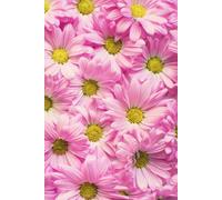 Libreta Margaritas Rosas: Cuaderno sin Líneas con Fotografía Floral en la Portada