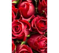 Libreta Rosas Rojas: Cuaderno con líneas y diseño floral elegante