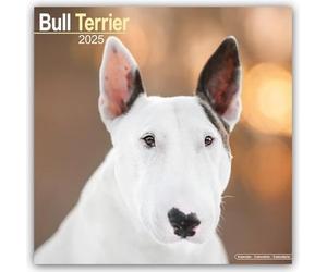 LIbri UK/US Bull Terrier Calendar 2025 Square Dog Breed Wall Calendar - 16 Month