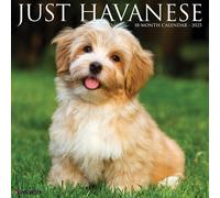LIbri UK/US Willow Creek Press - Just Havanese 2025 12 X 12 Wall Calendar
