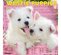 LIbri UK/US Willow Creek Press - Just Westie Puppies 2025 12 X 12 Wall Calendar