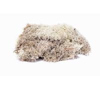 Lichen - grigio pietra