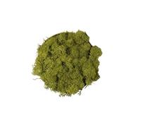Lichene Stabilizzato Vero 100% Naturale, 250g - Muschio Scandinavo Conservato per Decorazioni - Ideale per Parete Verde, Terrario, Presepi, Modellismo e Composizioni Fai da Te (Verde Oliva, 250g)