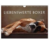 Liebenswerte Boxer (Wandkalender 2026 DIN A4 quer), CALVENDO Monatskalender: Liebenswerte Boxer im Portrait