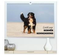 Liebling BERNER SENNENHUND (hochwertiger Premium Wandkalender 2026 DIN A2 quer), Kunstdruck in Hochglanz: Ihre Schönheit und Gutmütigkeit macht die Schweizer Sennenhunde so beliebt