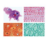 LIEDER Preparati per microscopio Serie Scolastica A (serie base), 25 prep.