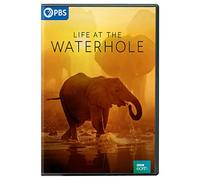 Life at the Waterhole