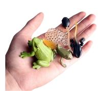 Life Cycle Frog - Set di 5 statuette in PVC, giocattoli educativi