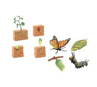Life Cycle Set Figurine Giocattoli Farfalla e Fagioli Piante Scienza per Bambini