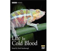 Life in Cold Blood - Life in Cold Blood