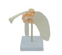 Life Misura Spalla Giunto Modello Con Legamenti per Medico Scuola Educazione