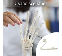Life Misura Umana Braccio Scheletro Modello Anatomico Studio Superiore Arti
