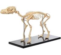 Life-Size Dog Skeleton Model - Anatomical Canine Skeleton for Veterinary Education and Biology Teaching - Advanced PVC Display Model with Removable Parts