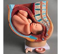 Life Size Female Pelvis Reproductive Anatomy Model with Removable 9-Month Fetus - Educational Healthcare applications Teaching Aid