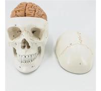 Life Size Numbered Skull with Brain Model Anatomy Skeleton Veterinary Anatomical anatomia Science Exploded