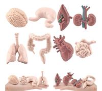 Ligeinsrk Modello dell'organo Umano 8PC/Set Modello del Corpo Umano simulato comprende Cervello, fegato, Stomaco e Altro, Anatomia realistica per l'educazione, Oggetti di Scena di Halloween