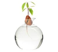 Ligeinsrk VASO AVOCADO, VASSO DI AVOCADO AVOCATO CHIRICO, HITROTER ROULDO ROUSIBILE, CRESCITA UNIVERSALE UNIVERSALE PER PIANTE OUTDOOR IN IN INDUT
