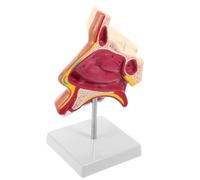LIGIGWASH Anatomico del Naso Umano per Visualizzazione Dell'anatomia in Plastica e Metallo e Dimostrazione del Linguaggio in Aula Educativa per Studenti