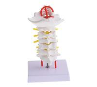 LIGIGWASH Modello Anatomico Cervicale Flessibile con Arteria Carotide e Occipite Struttura in PVC Resistente su Base in Metallo Strumento Didattico Medico Portatile per Studio e