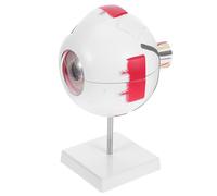 LIGIGWASH Modello Di Occhio Medico Modello Di Anatomia Dell'Occhio Forniture Per L'Aula Di Scienze