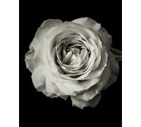 LIGNE CLAIRE EDITION FINE ART COMPOSITION NOTEBOOK. 7.5" x 9.25" Gloss Cover. Inspired Design. 160 Lined Pages. Premium Modern Notebook. From the Archives of Artist Jeanne Conte