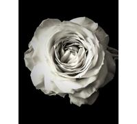 LIGNE CLAIRE EDITION FINE ART COMPOSITION NOTEBOOK. 7.5" x 9.25" Matte Cover. 160 Lined Pages. From The Archives of artist, Jeanne Conte