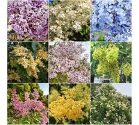 lila resistente - semi con semi di chiodo lila resistenti esotici resistenti per il giardino di 300pcs