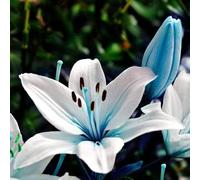 Lilium Candidum bulbi,Profumato,perenni,Giglio bulbi,Perfetto per le vacanze,Da piantare in giardino,lilium bulbi giganti(Steli grandi,senza semi,non artificiali)-10bulbi-N