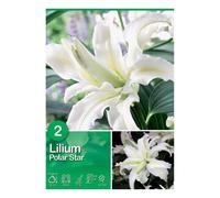Lilium "Polar Star" Bianco