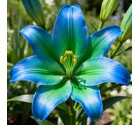 lilium，Radici selezionate di lilium,resistenti al freddo e alla siccità,adatte per la decorazione di giardini e balconi/belle/adatte come regali per le feste-6Rizoma-I