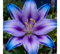 lilium，Radici selezionate di lilium,resistenti al freddo e alla siccità,adatte per la decorazione di giardini e balconi/belle/adatte come regali per le feste-8Rizoma-E