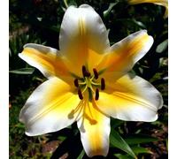 lilium，Radici selezionate di lilium,resistenti al freddo e alla siccità,adatte per la decorazione di giardini e balconi/belle/adatte come regali per le feste-8Rizoma-F